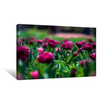 Image of Purple Field of Flowers Canvas Print