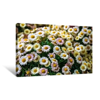 Image of Overhead of White Flowers 2 Canvas Print