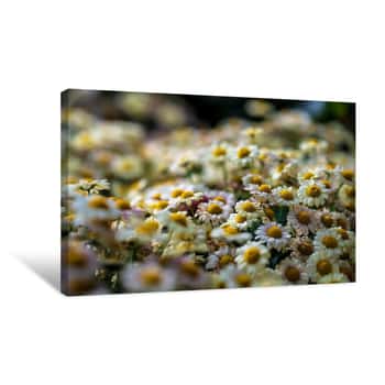 Image of Overhead of White Flowers 3 Canvas Print
