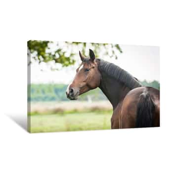 Image of Portrait Of Beautiful Warmblood Horse Looking Back Canvas Print