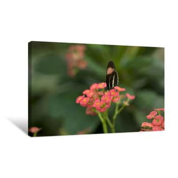 Image of Butterfly 3 Canvas Print