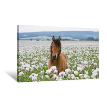 Image of Portrait Of Brown Horse In The Poppy Field Canvas Print