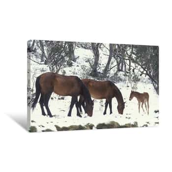 Image of Wild Brumbies in the Snowy Mountains of Australia Canvas Print
