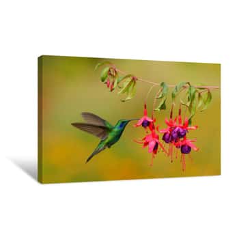 Image of Green Hummingbird Green Violet-ear, Colibri Thalassinus, Flying Next To Beautiful Pink And Violet Flower, Savegre, Costa Rica Canvas Print
