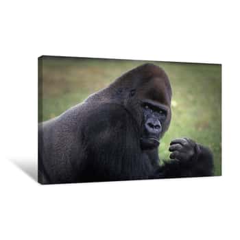 Image of Gorilla Portrait Canvas Print
