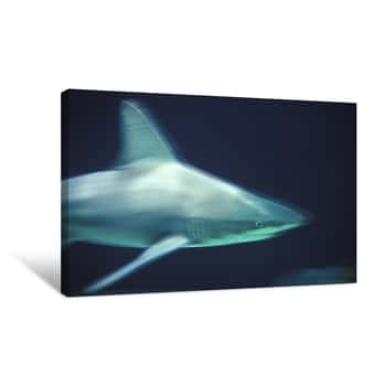 Image of Shark Canvas Print