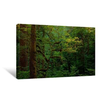 Image of Light In A Dark Forest Canvas Print