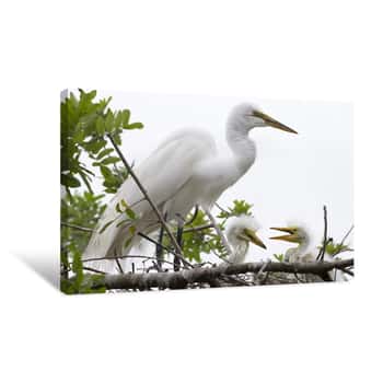 Image of Great White Egret and Chicks in Nest Canvas Print