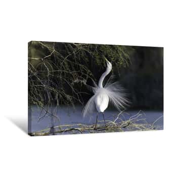 Image of Great Egret Mating Plumage Canvas Print