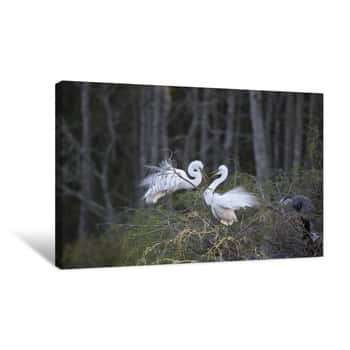 Image of White Egrets in Tree Canvas Print