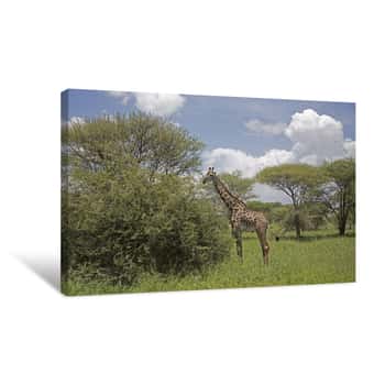 Image of Giraffe in the Serengeti Canvas Print