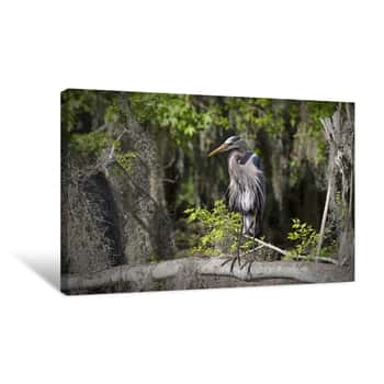 Image of Great Blue Heron    Canvas Print