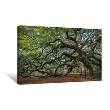 Image of Large Southern Live Oak (Quercus Virginiana) Near Charleston, South Carolina Canvas Print