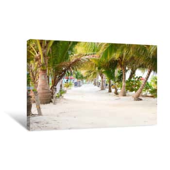 Image of The White Sand Alley Shaded By The Palm Trees By The Caribbean Beach At Caye Caulker Island, Belize Canvas Print