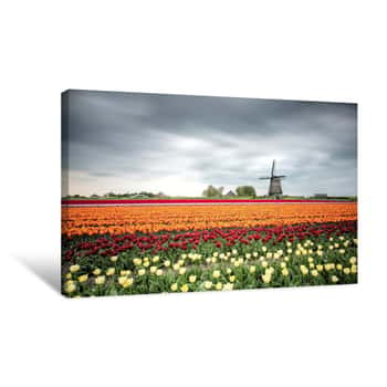 Image of Tulip Field in the Netherlands Canvas Print