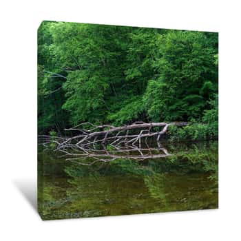 Image of Toppled Tree on the River Canvas Print