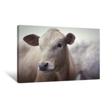 Image of Close Up Cow Canvas Print