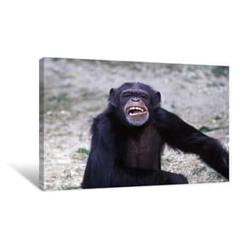 Image of Chimpanzee Portrait Canvas Print