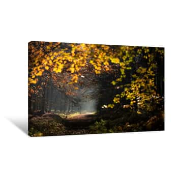 Image of Path in Golden Autumn Forest Canvas Print