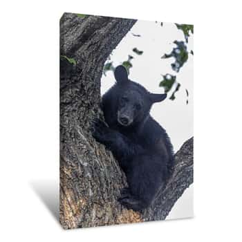Image of Black Bear Cub in Fork of a Tree Canvas Print