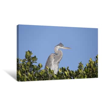 Image of Great Blue Heron Juvenile Canvas Print