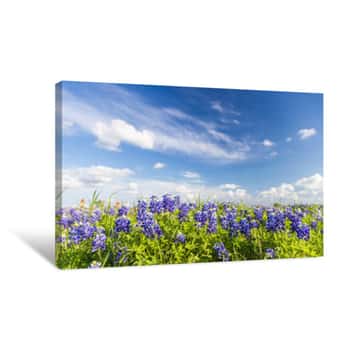 Image of Texas Bluebonnet Filed And Blue Sky In Ennis   Canvas Print