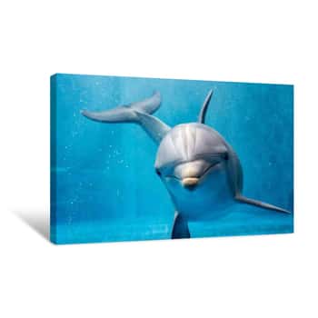 Image of Dolphin Close Up Portrait Detail While Looking At You Canvas Print