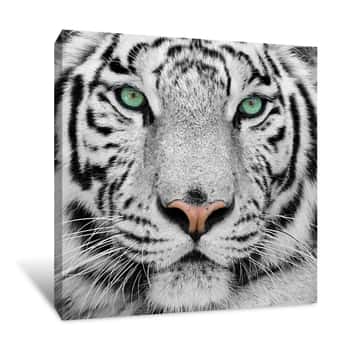 Image of White Tiger Canvas Print
