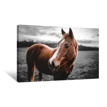 Image of Shining Horse Canvas Print