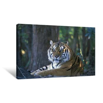 Image of Tiger Portrait    Canvas Print