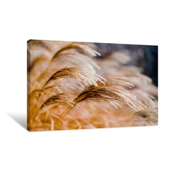 Image of Wheat Swaying in the Wind 1 Canvas Print