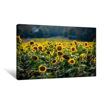 Image of Sunflower Field    Canvas Print