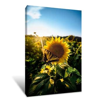 Image of Sunflower Love Canvas Print