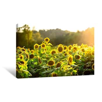 Image of Sunflower Sunshine Canvas Print