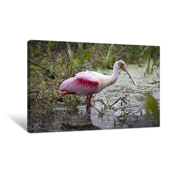 Image of Roseatte Spoonbill 1 Canvas Print