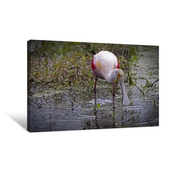 Image of Roseatte Spoonbill 2 Canvas Print