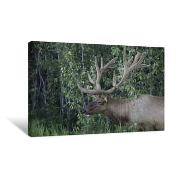 Image of Elk    Canvas Print