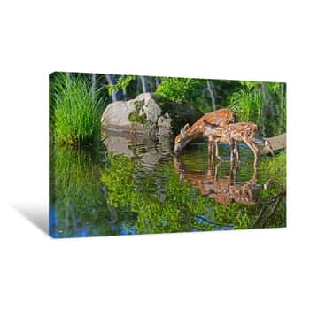 Image of Two Baby Deer Drink Water From A Clear Pond  Canvas Print