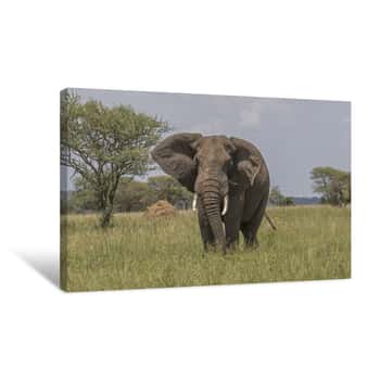 Image of Wild Elephant in the Serengeti Canvas Print