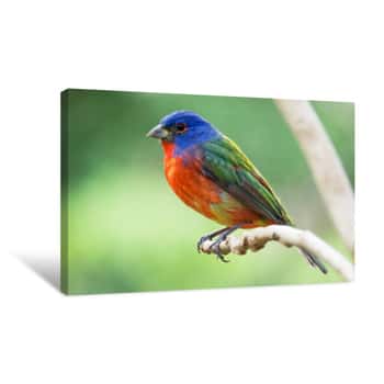 Image of Painted Bunting - Passerina Ciris - Most Beautiful Colored Bird Of The North America - Protected Canvas Print