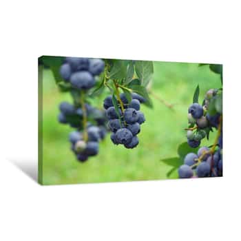 Image of Close Up On Fresh Blueberry On The Tree Canvas Print