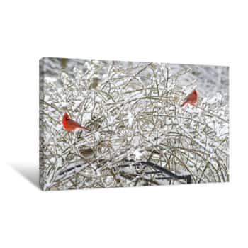 Image of Two Cardinals Sit On A Snowy Bush Covered With Snow  Canvas Print