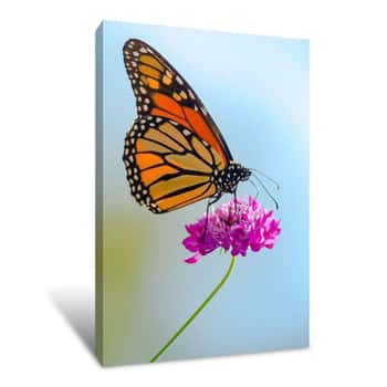 Image of Monarch Butterfly    Canvas Print