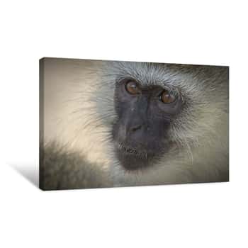 Image of Monkey Eyes Canvas Print