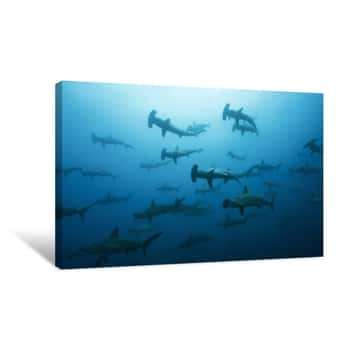 Image of Very Large School Of Scalloped Hammerhead Sharks In Galapagos, World Heritage Site Of Ecuadorian Pacific Canvas Print