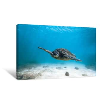 Image of Blue Turtle Canvas Print