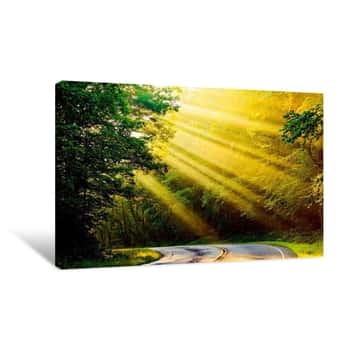 Image of Sunrays Coming Through Forest Canvas Print