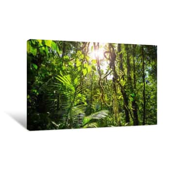 Image of Jungle In Costa Rica Canvas Print