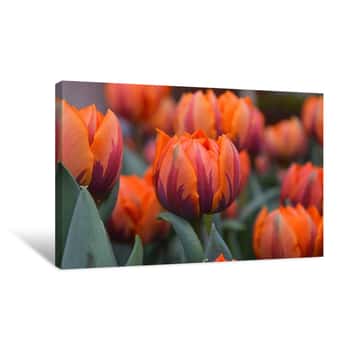 Image of Orange Brown Fresh Tulip Flowers Canvas Print