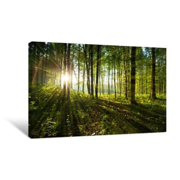 Image of Forest Trees Canvas Print